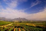 Full-Day Cape Winelands Tour Including Franschhoek from Cape Town