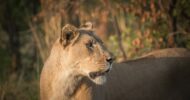 Full-Day Pilanesberg Game Reserve Safari With Closed Vehicle