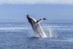 Full Day Whale Watching Tour from Cape Town