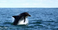 Gansbaai and Big 5 Sea Safari Full-Day Tour from Cape...
