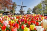 Guided Half-Day Trip from Amsterdam to the Keukenhof gardens +...