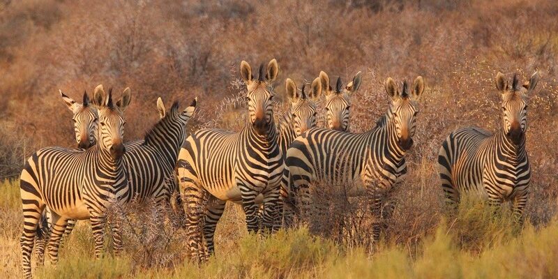 Best National Parks in South Africa: More Than A Safari Destination