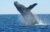 Whale Watching Ganbsaai Tours (Day Trips Near Cape Town)