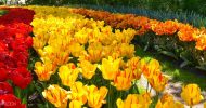 Keukenhof and Flowerfields Tour from The Hague