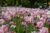 Keukenhof Tickets (fast-track entry and guided tours) 2022