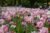 Keukenhof Tickets (fast-track entry and guided tours) 2024