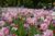 Keukenhof Tickets (fast-track entry and guided tours) 2024
