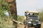 Kruger National Park Full Day Game Drive