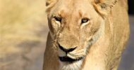 Kruger National Park Full-Day Safari
