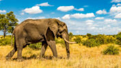Kruger Park: 3-Day Tree House Safari