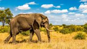 Kruger Park: 3-Day Tremisana Lodge Safari