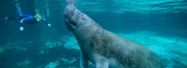 Swim with Manatees | Orlando Crystal River Tours & Tickets 2022