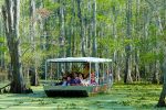 New Orleans Swamp and Bayou Boat Tour With Transport