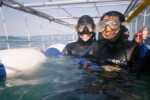 Private Great White Shark Cage Diving and Wine Tasting Experience...