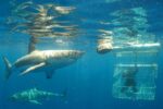 Shark Cage Diving Full-Day Tour from Cape Town