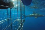 Shark Cage Diving on Durban's Aliwal Shoal