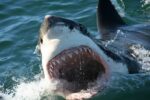 Shark Cage Diving Tour in Gansbaai with Private Transfers from...