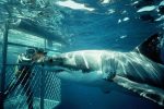 Shark Diving Private Day Tour to Gansbaai from Cape Town