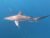 Shark Cage Diving Durban Price: Best Tickets and Tours 2025