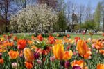 Skip the Line Keukenhof Admission Ticket with Transportation from Amsterdam