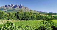 South African Winelands Full Day Tour & Tasting