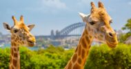 Taronga Zoo: Exclusive 90-Minute VIP Tour