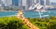Taronga Zoo VIP Aussie Gold Tour with Cable Car Ride