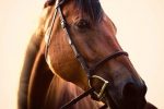 WINELANDS EQUESTRIAN ADVENTURE- HORSE RIDING & WINE