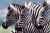 Kruger National Park Full-Day Game Drive Experience